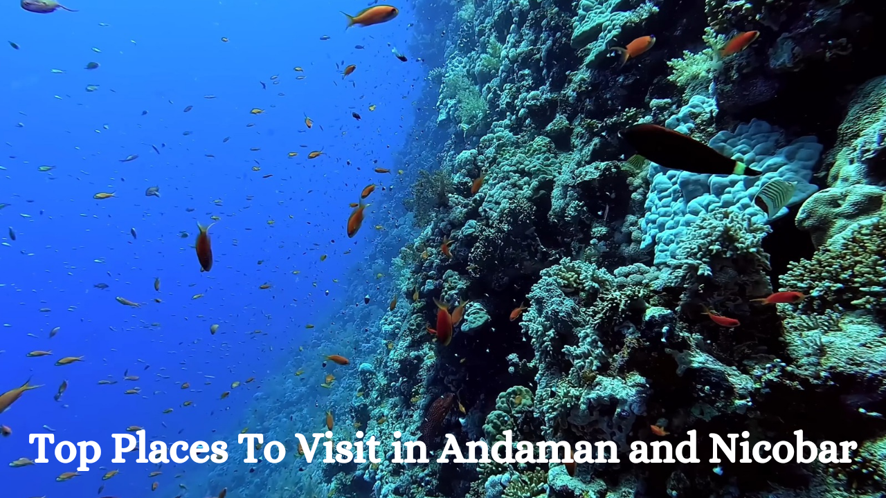 Top Places To Visit in Andaman and Nicobar: A Traveler’s Guide